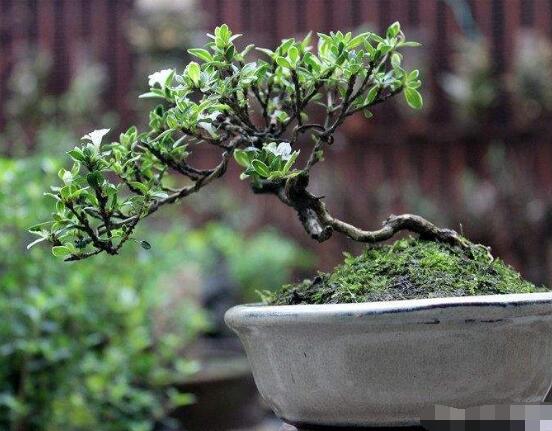 六月雪如何養(yǎng)，老農(nóng)總結(jié)最實用六大基本養(yǎng)殖方法