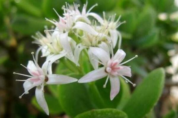 燕子掌幾年開花，需要養(yǎng)殖3年以上才能開花