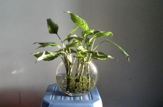 萬年青可以水養(yǎng)嗎，水培萬年青的養(yǎng)殖方法和注意事項(xiàng)