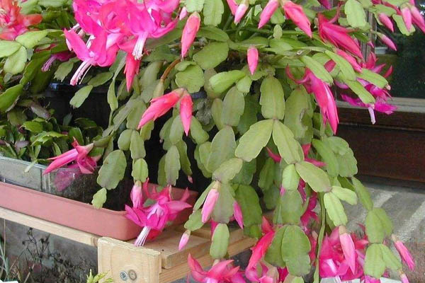 秋天蟹爪蘭的養(yǎng)殖方法和注意事項(xiàng)