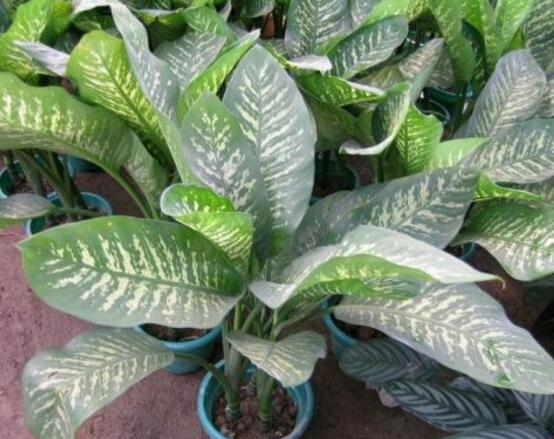 厚葉萬(wàn)年青有毒嗎，誤食致人聲帶變啞、胃腸腫痛