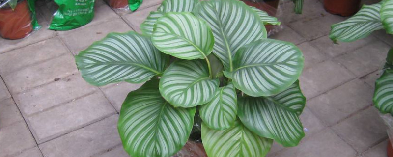 蘋果竹芋怎么長(zhǎng)高