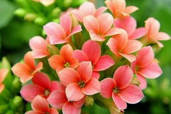 長壽花怎么摘心