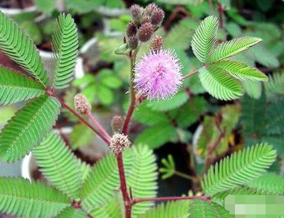 含羞草能在家里養(yǎng)嗎，不適合/頭發(fā)、眉毛嚴(yán)重脫落