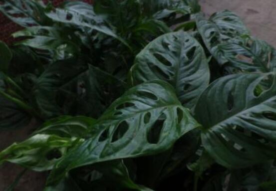 小龜背竹有毒嗎，毒性較輕/避免接觸汁液即可