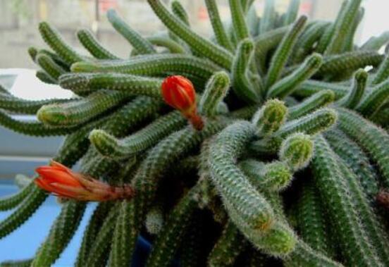 仙人掌幾年開花一次，短則3-5年開花/長則十幾年