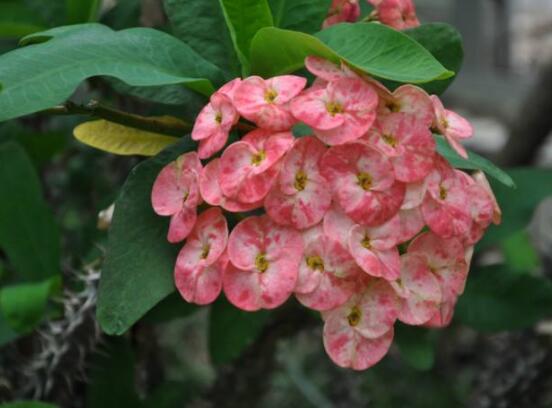 虎刺梅不開花什么原因，老農(nóng)總結(jié)最實用三種解決方法