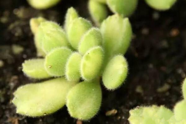 熊童子怎么繁殖成活率高，掌握繁殖技巧才是關鍵