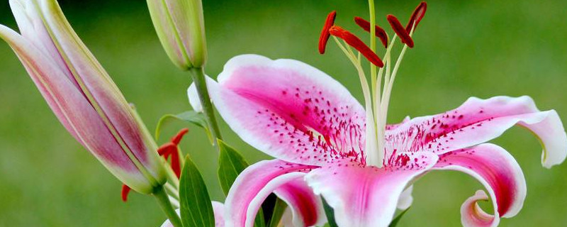 百合地栽冬天會(huì)凍死嗎