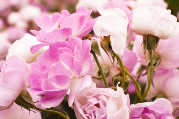 薔薇花能長(zhǎng)多高