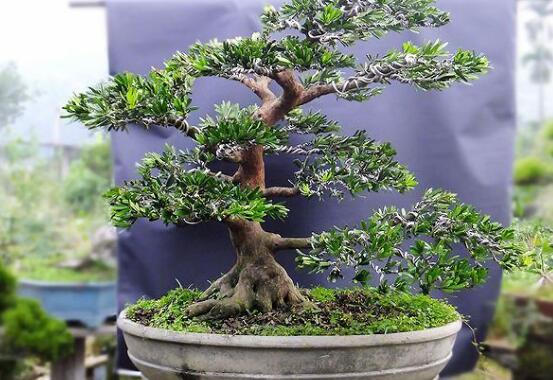 羅漢松施什么肥好，羅漢松施餅肥、糞肥最好