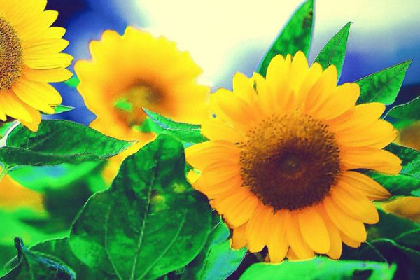 向日葵長(zhǎng)蟲子了怎么辦