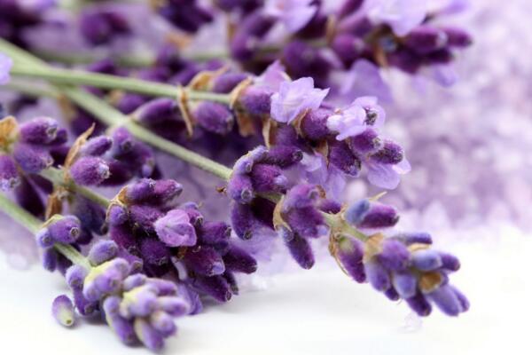 薰衣草花語圖片，薰衣草代表真愛