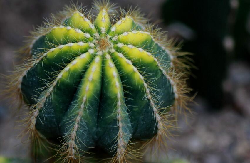 仙人球適合放在哪里，適合放在門窗口當(dāng)時(shí)不是放在東方