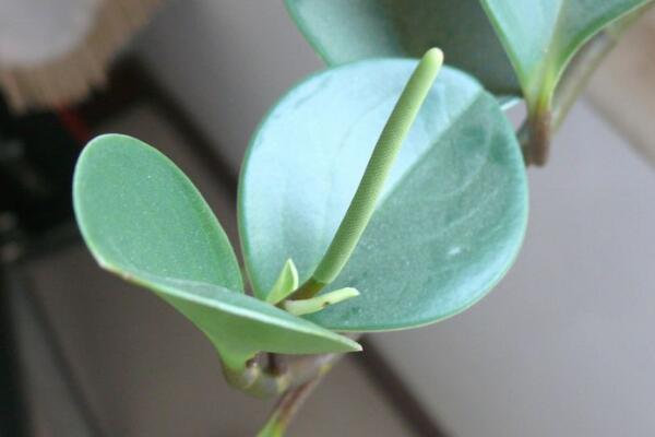 碧玉葉子卷是怎么回事，五種原因以及解決方法