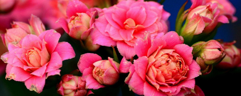 長壽花花苞期間怎么養(yǎng)護(hù)