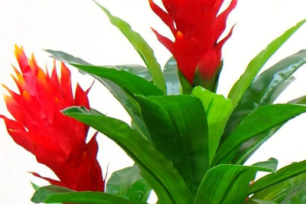 鴻運當(dāng)頭怎么養(yǎng)才紅