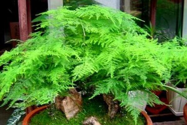 文竹苗怎么養(yǎng)