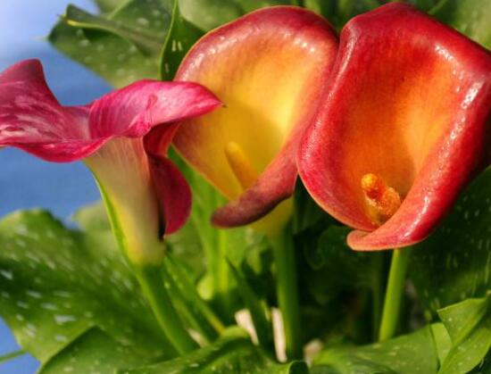 彩色馬蹄蓮花期多長，從11月一直開放到來年5月(半年)