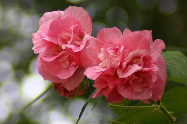 芙蓉花夏季能見陽(yáng)光嗎