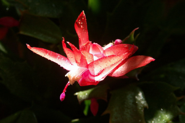 蟹爪蘭的病蟲(chóng)害預(yù)防與治療