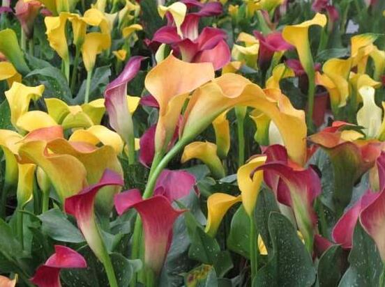 彩色馬蹄蓮能養(yǎng)幾年，通常養(yǎng)殖3-4年是沒(méi)有問(wèn)題