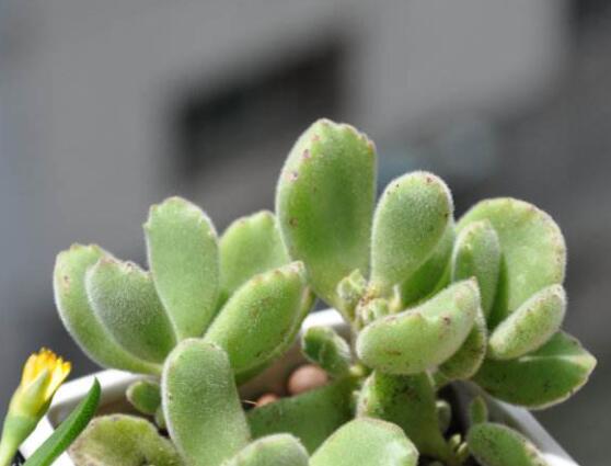 熊童子葉斑病怎么辦，及時(shí)摘除病葉、噴灑藥物治療