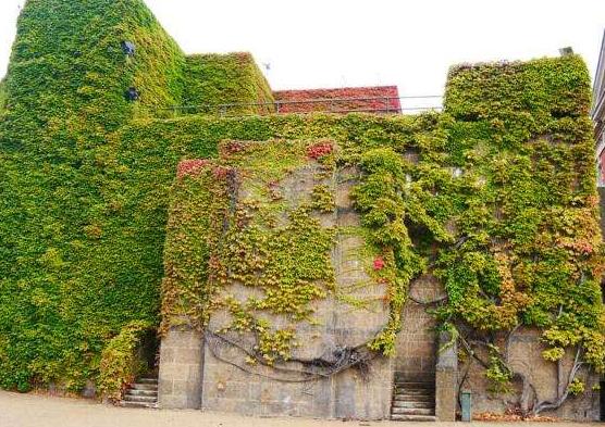 爬山虎和常春藤怎么區(qū)分，盤點(diǎn)三種區(qū)別方法(屬性/株型/生長習(xí)性)