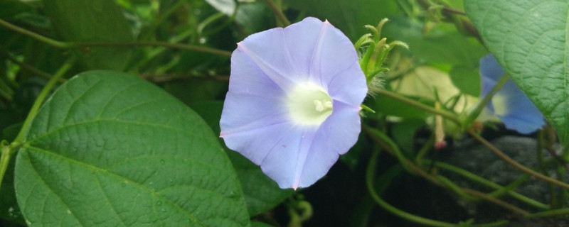 盆栽牽?；S葉怎么辦