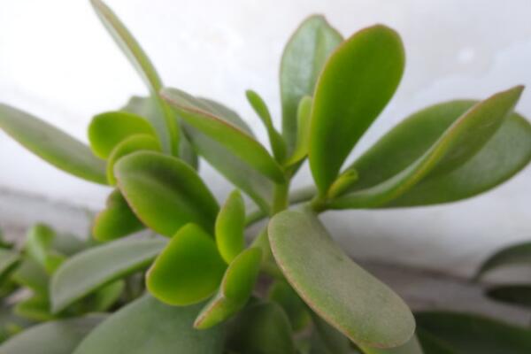 燕子掌適合室內(nèi)養(yǎng)殖嗎，要保證充足的光照