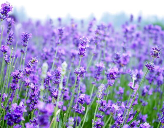 薰衣草的花語是什么，代表著心心相印、愛情的等待