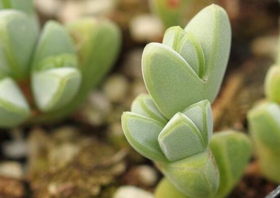 碧玉蓮葉子發(fā)黃變軟怎么辦，教你四種原因以及解決辦法