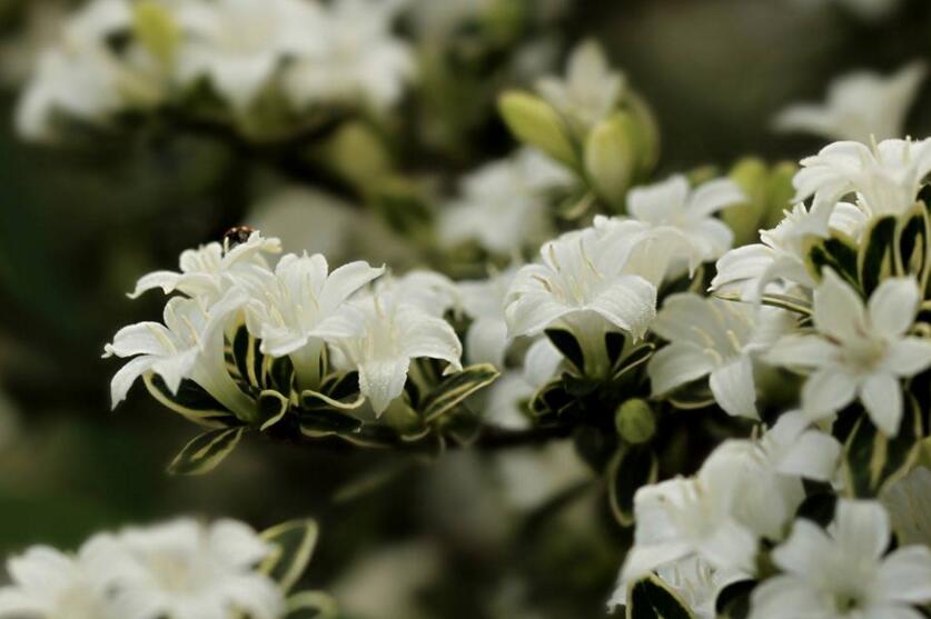 六月雪樹葉發(fā)黑怎么辦，找清原因及時救治（三種原因及解決方法）