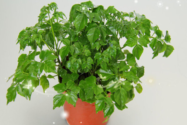 幸福樹葉子卷曲下垂怎么辦，適當(dāng)停止?jié)菜ＷC通風(fēng)