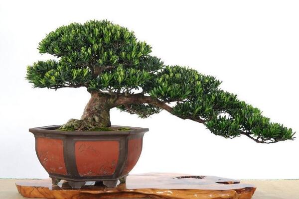 日本羅漢松的養(yǎng)殖方法，四個(gè)要點(diǎn)教你養(yǎng)日本羅漢松