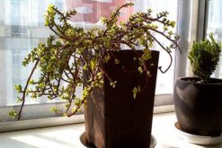 雅樂之舞幾月扦插，春季3-4月、秋季9-10月