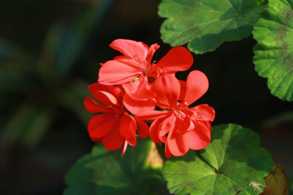 大花天竺葵怎么養(yǎng)，選用富含腐殖質(zhì)營養(yǎng)的土壤栽培