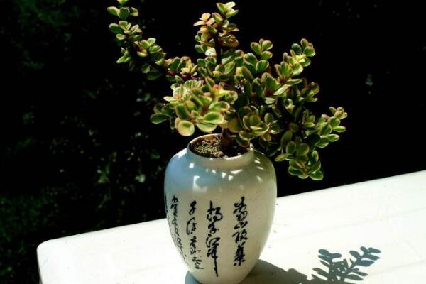 雅樂之舞可以水培嗎，水培日常管理更加方便