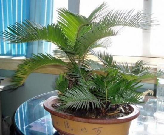 鐵樹為什么不能養(yǎng)單棵，鐵樹放在哪里風水最好