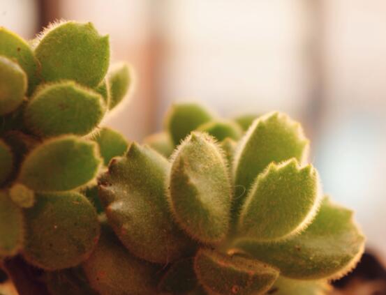 熊童子怎么養(yǎng)才能肥，主要做好四個要點(diǎn)即可