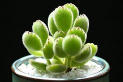 熊童子秋季怎么養(yǎng)，熊童子在秋季的養(yǎng)殖技巧