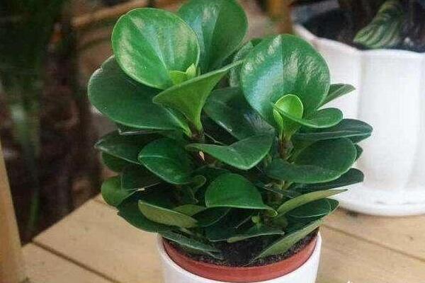 碧玉花的養(yǎng)殖方法和注意事項，必須要掌握的要點