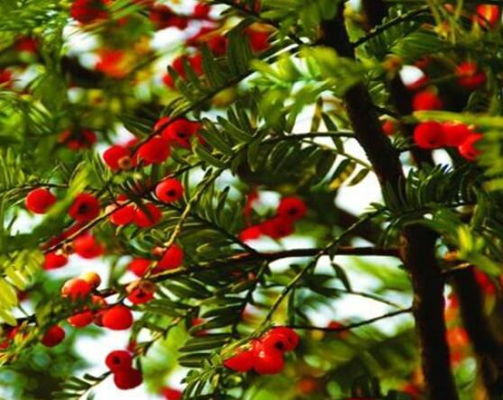 東北紅豆杉與南方紅豆杉有什么區(qū)別，介紹最簡(jiǎn)單的三種區(qū)別方法