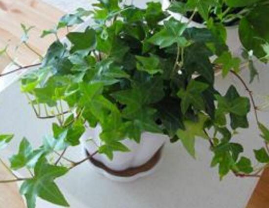 常春藤葉子發(fā)黃的原因有三，讓它重新恢復(fù)生機(jī)