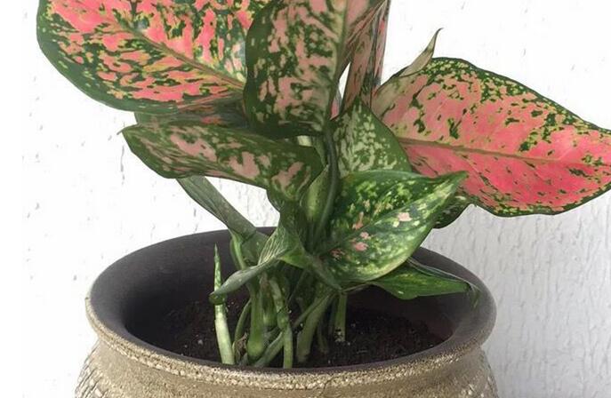 彩葉萬年青有毒嗎，汁液和莖部組織液有毒