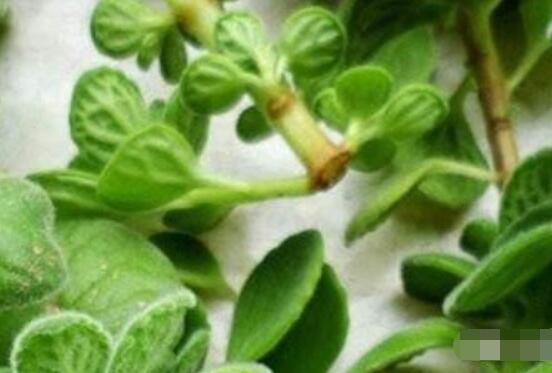 碰碰香的繁殖與養(yǎng)護(hù)，扦插繁殖存活率最高/肥水光照充足