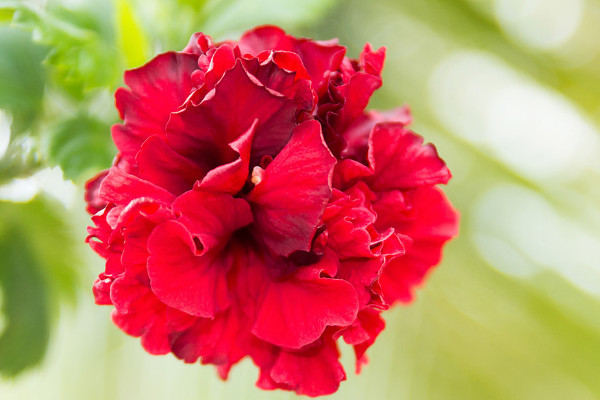 芙蓉花小苗怎么養(yǎng)護