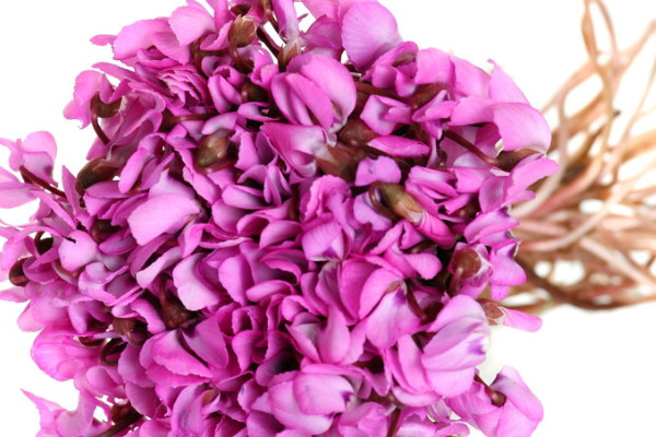 沒(méi)有葉子的仙客來(lái)可以水培嗎