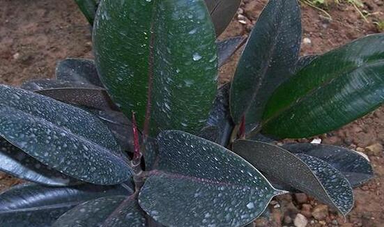 橡皮樹的扦插方法，做好四大步驟成活率百分百