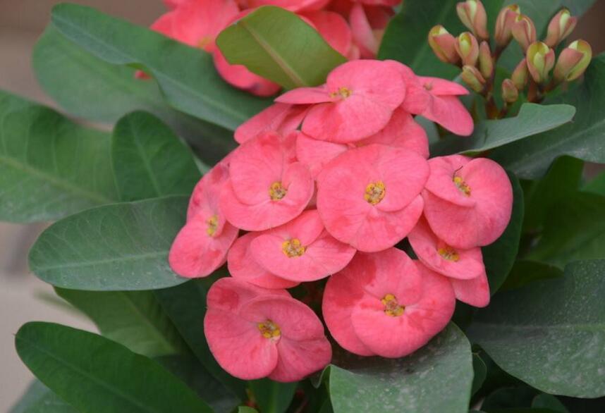 虎刺梅花期，養(yǎng)的好一年四季都可以開花